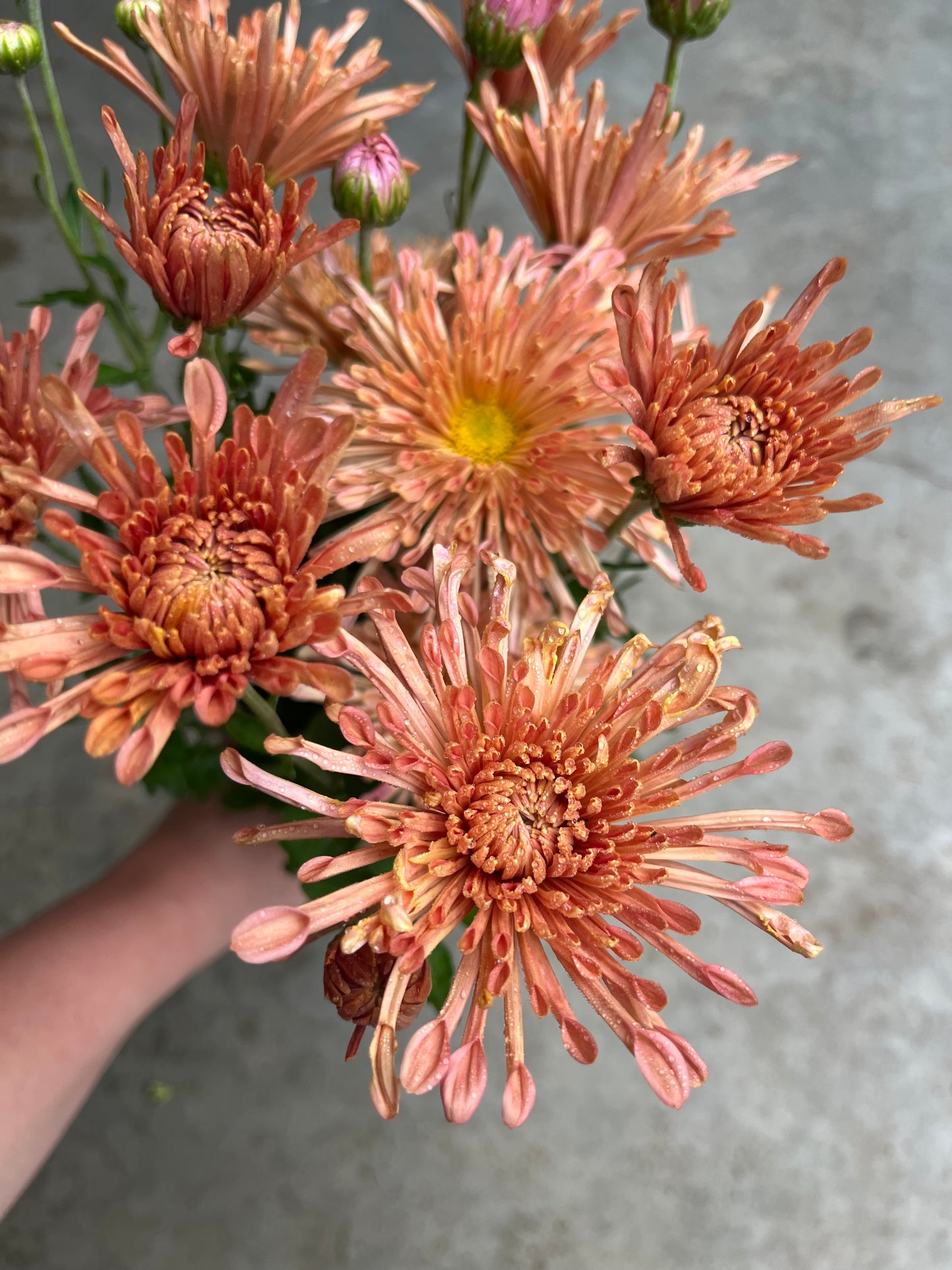 URC 'Peach Centerpiece' Chrysanthemum 10 Cuttings