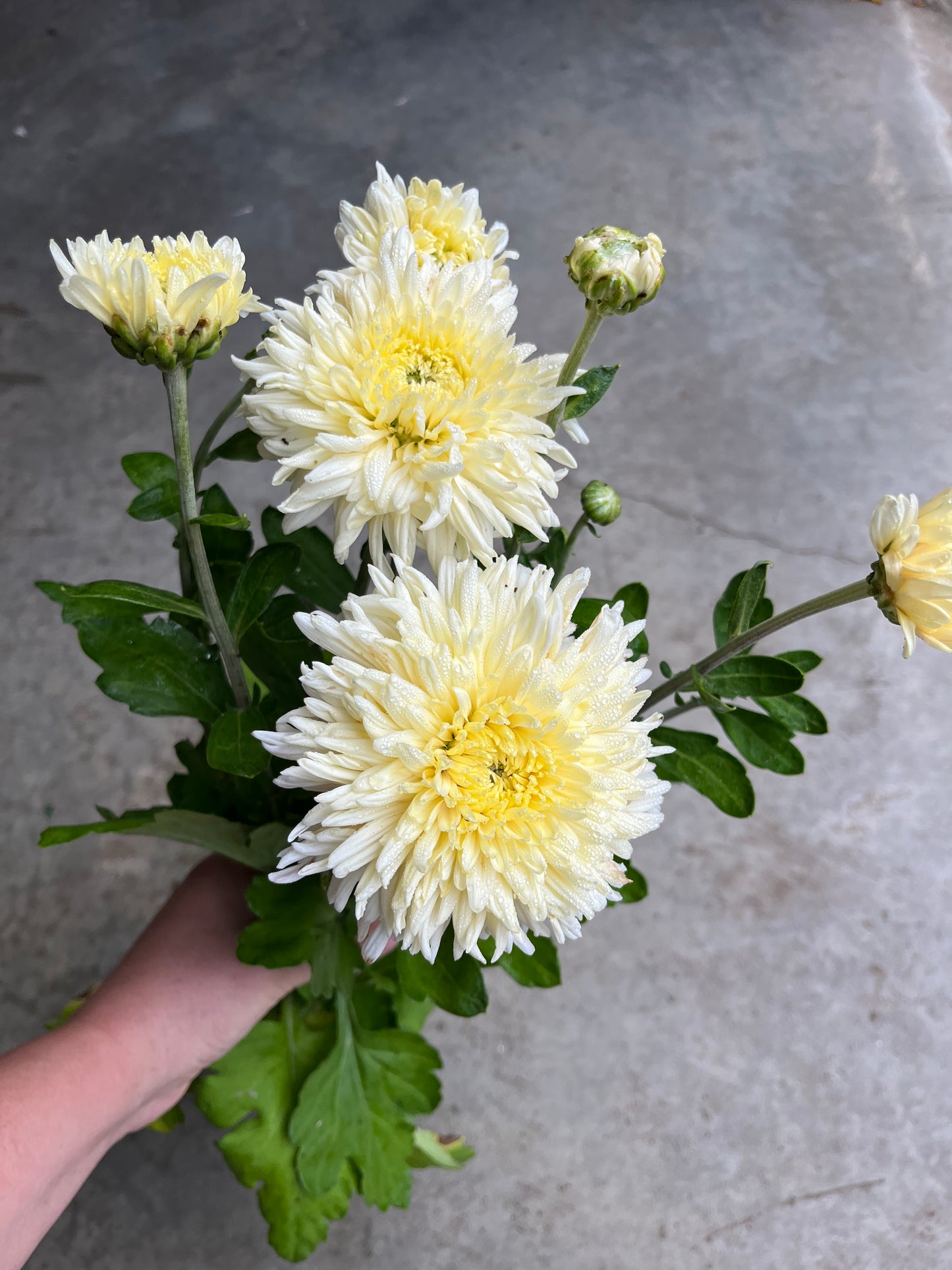 URC 'French Vanilla' Chrysanthemum 10 Cuttings