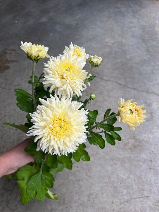 RC- Chrysanthemum 'French Vanilla' (4 pack)