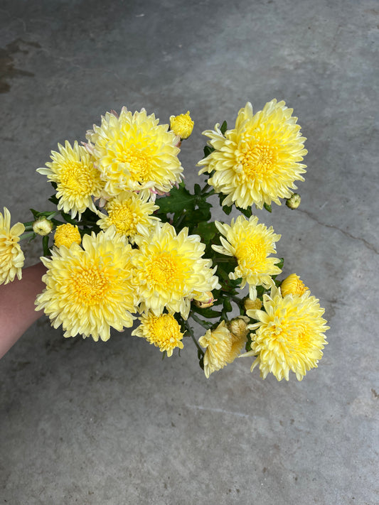 RC- Chrysanthemum 'Irish Linen' (4 pack)