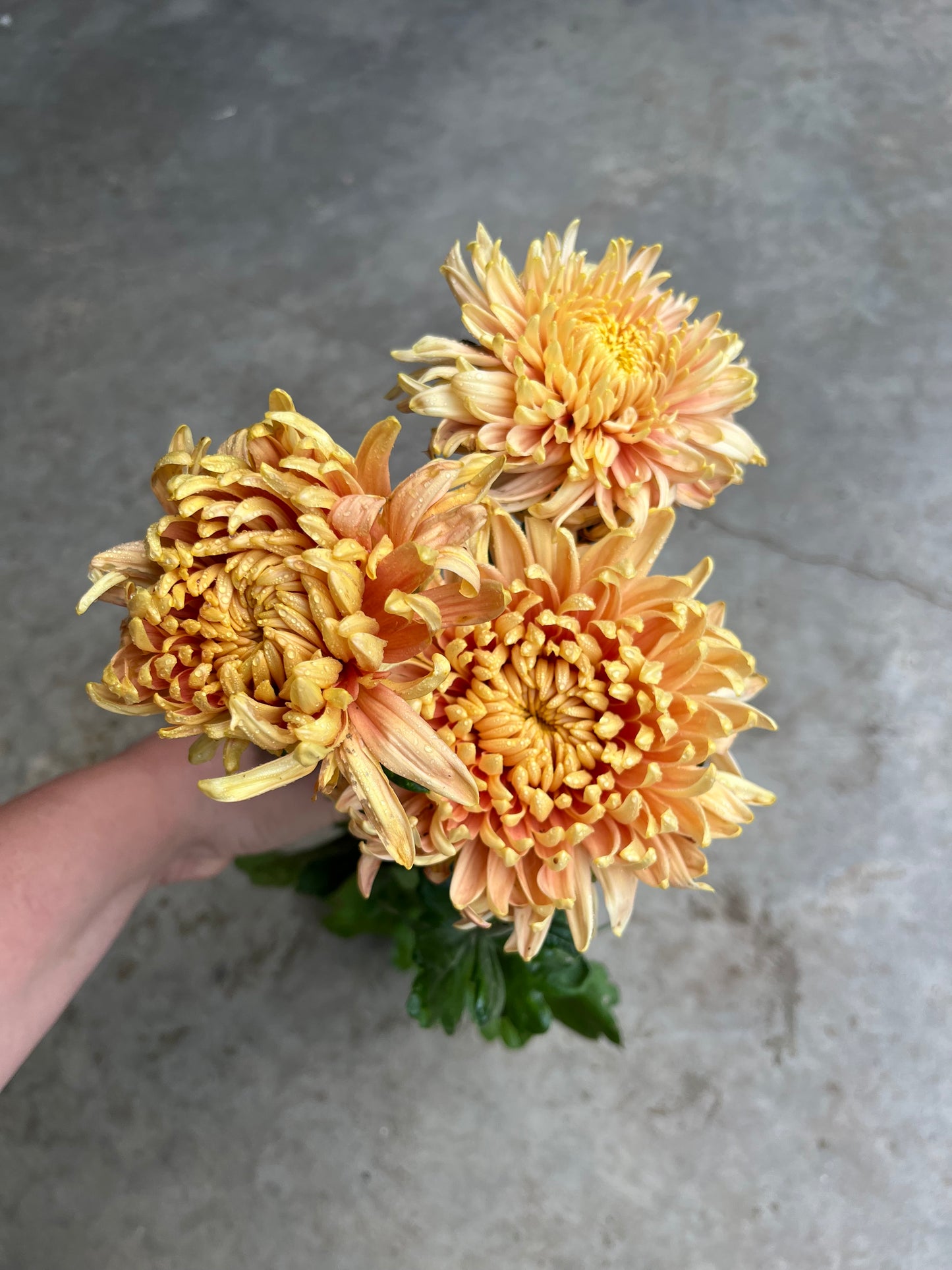 RC- Chrysanthemum 'Fall Affair' (4 pack)