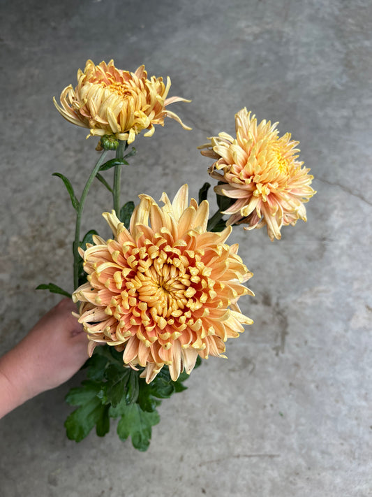 RC- Chrysanthemum 'Fall Affair' (4 pack)
