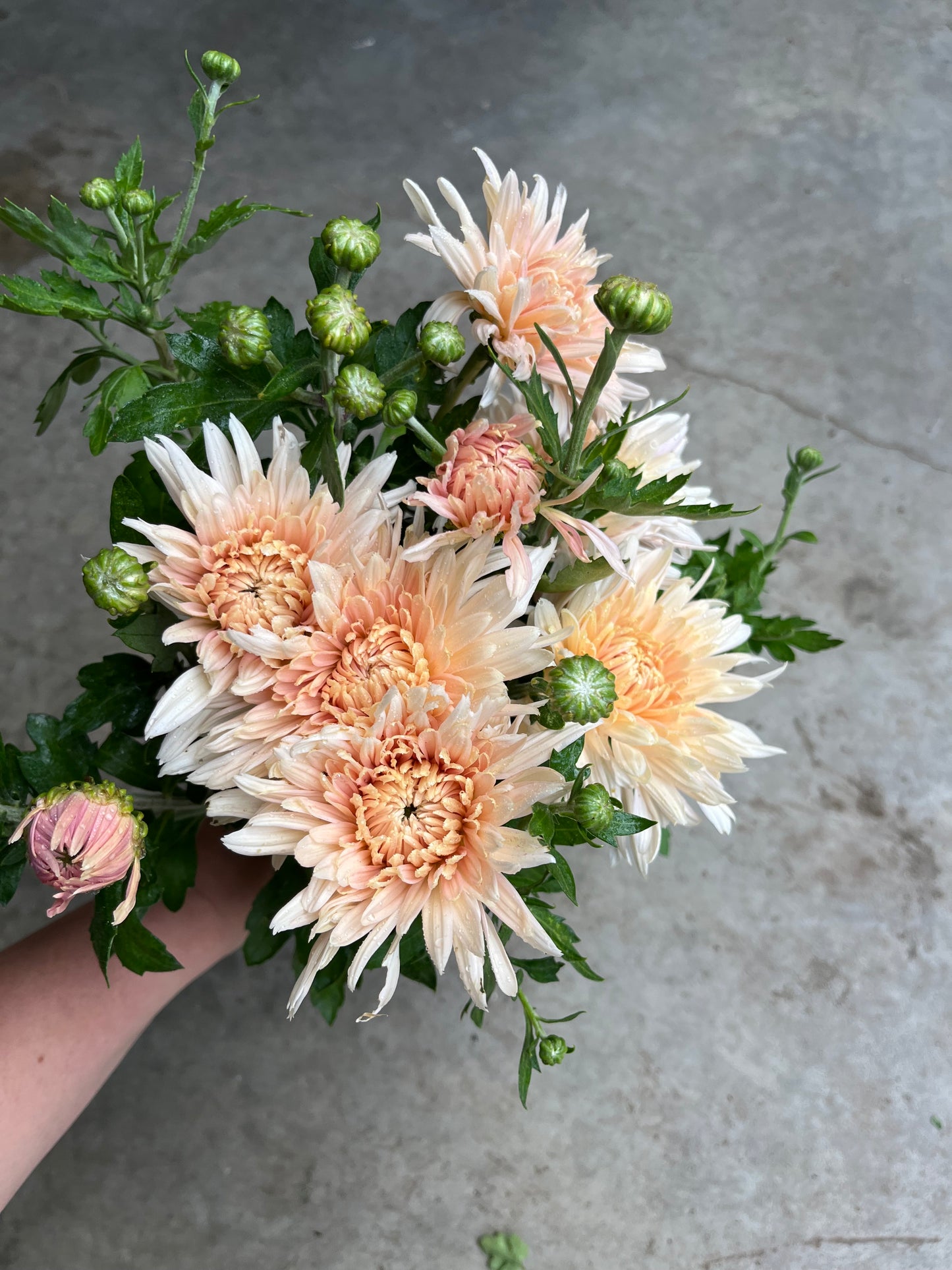 URC 'Blush Strokes' Chrysanthemum 10 Cuttings