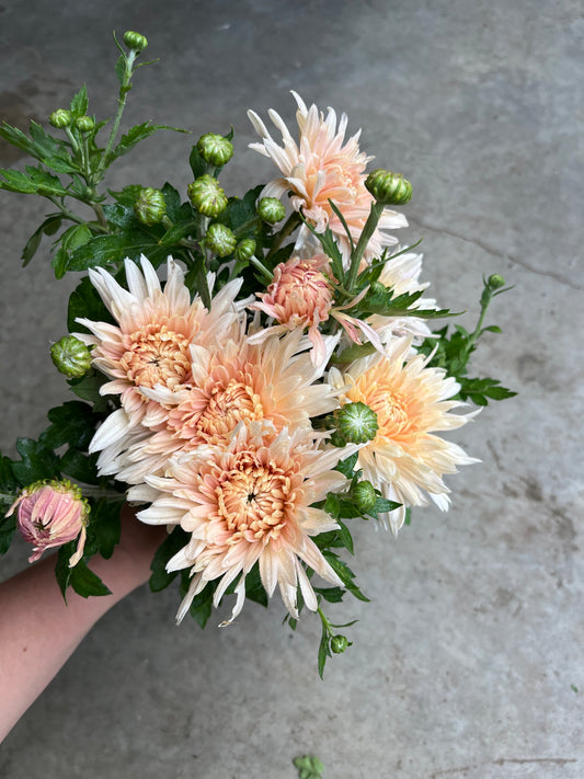 URC 'Blush Strokes' Chrysanthemum 10 Cuttings