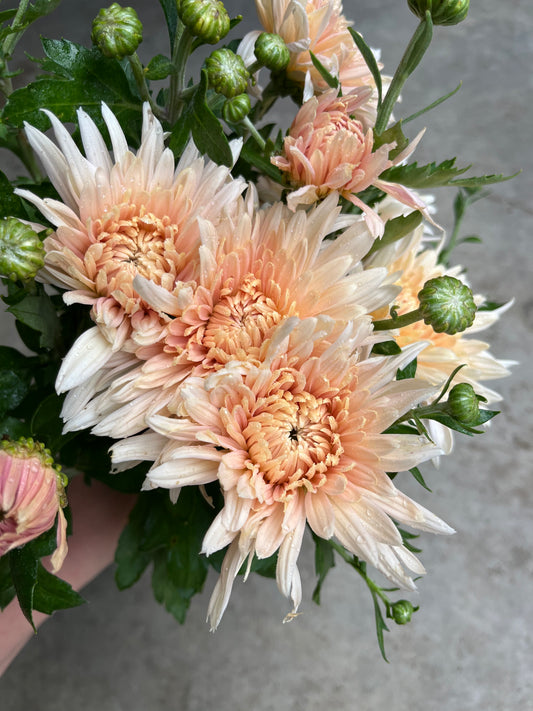RC- Chrysanthemum 'Blush Strokes' (4 pack)