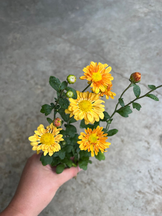 RC- Chrysanthemum 'Starlet' (4 pack)