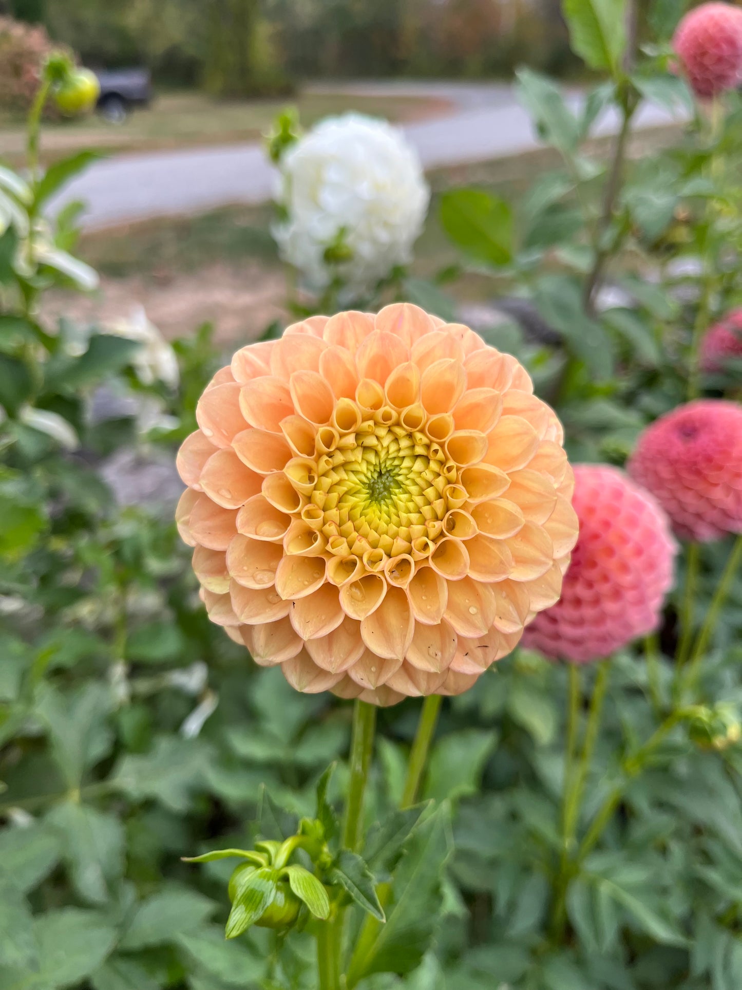 RC- Dahlia 'Honeycomb' (1 plant)