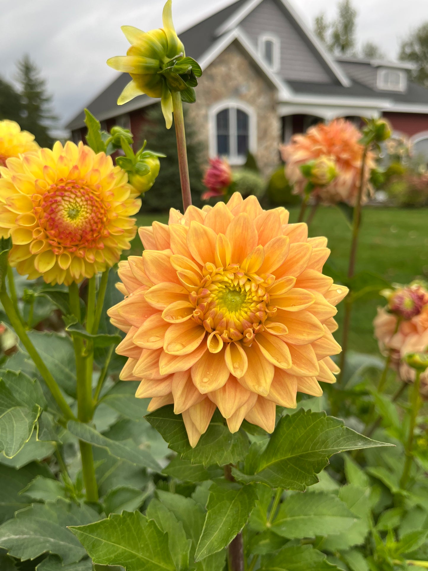 RC- Dahlia 'Mission Marmalade' (1 plant)