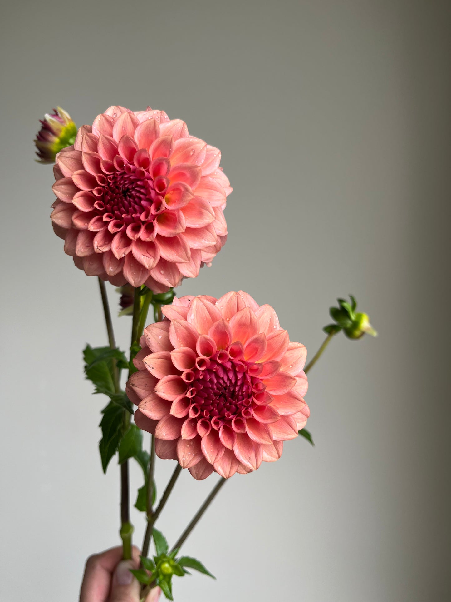RC- Dahlia 'Levi's Blue Smoke' (1 plant)