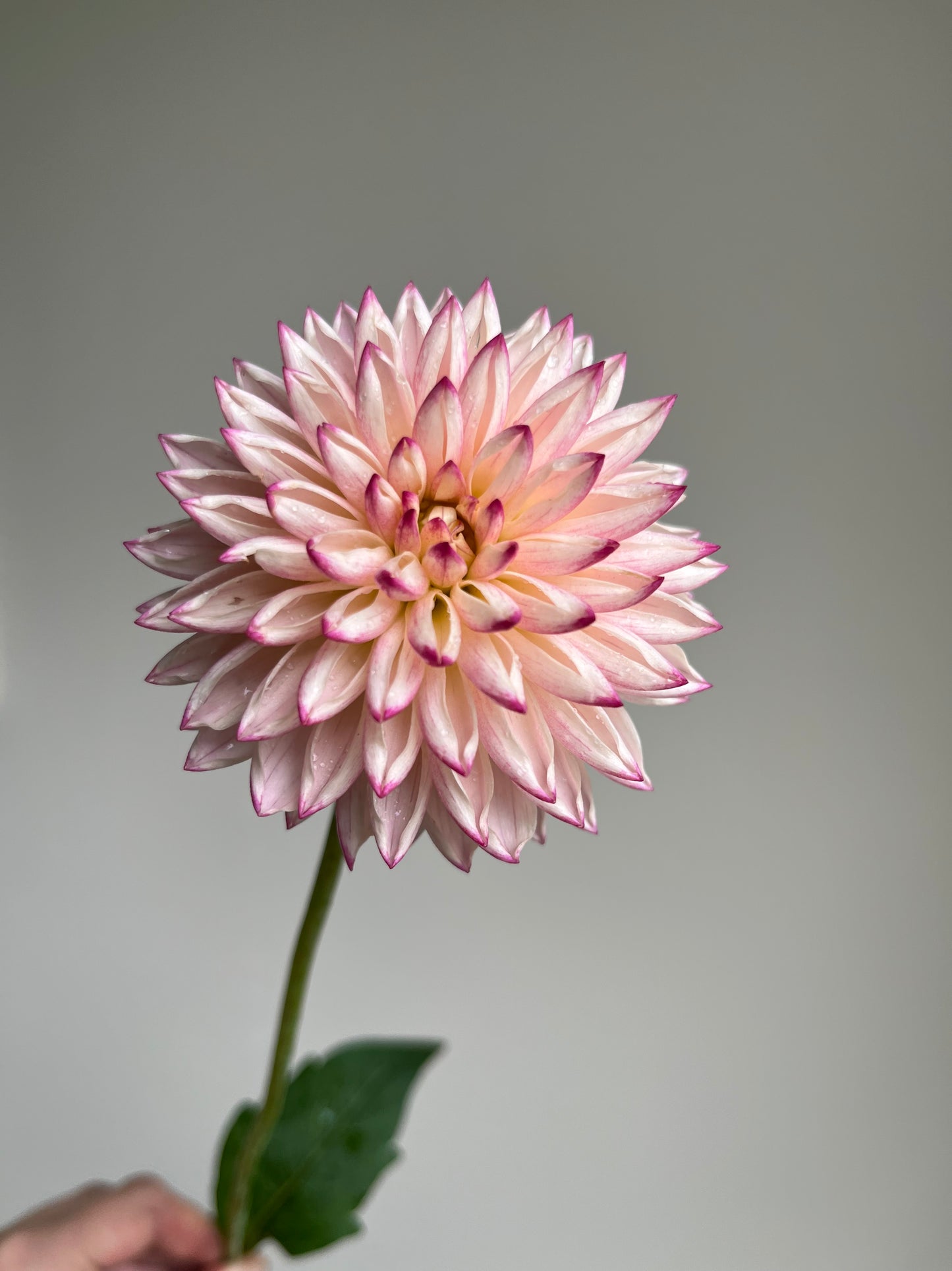 RC- Dahlia 'Valley Porcupine' (1 plant)