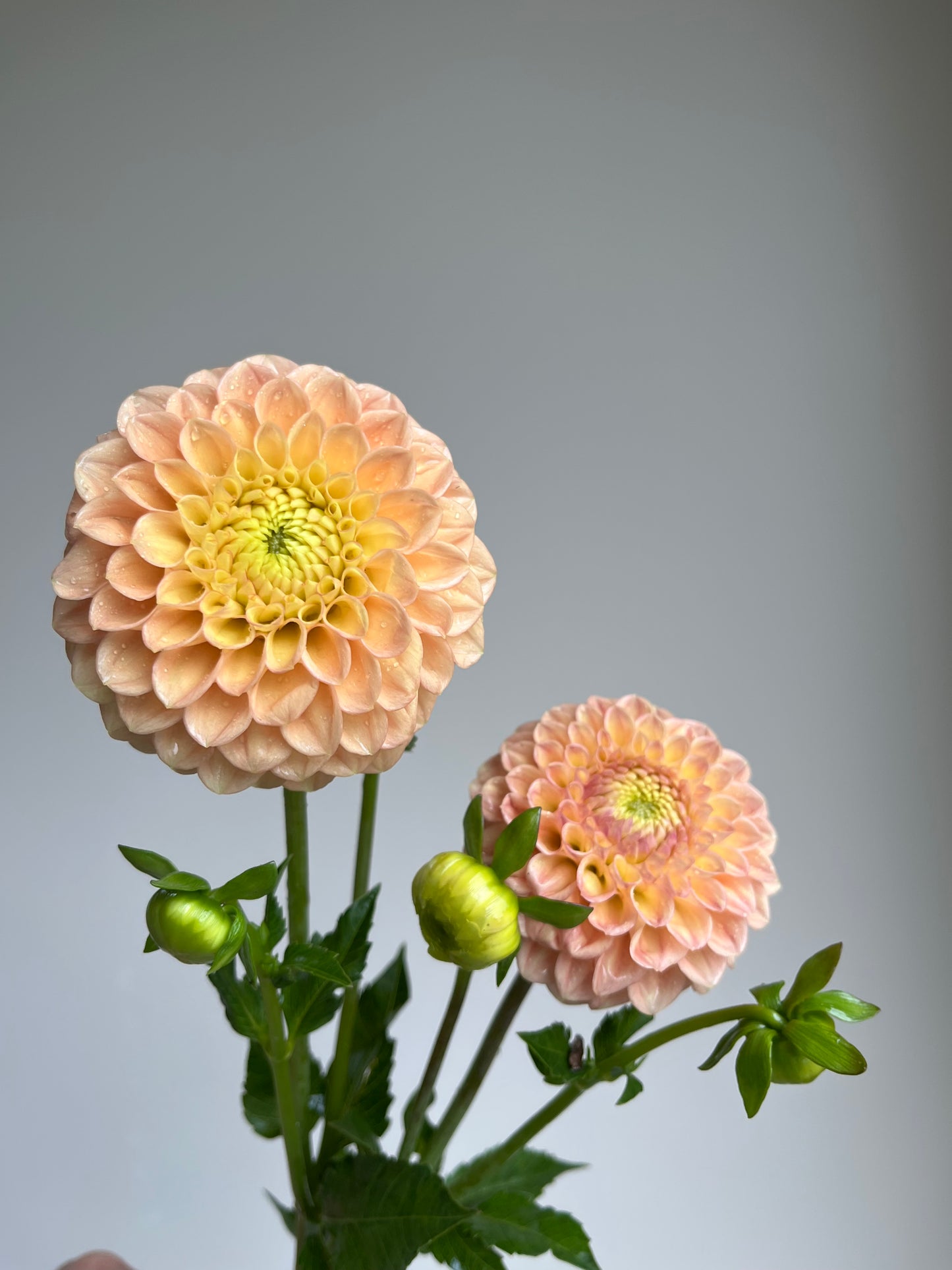RC- Dahlia 'Honeycomb' (1 plant)