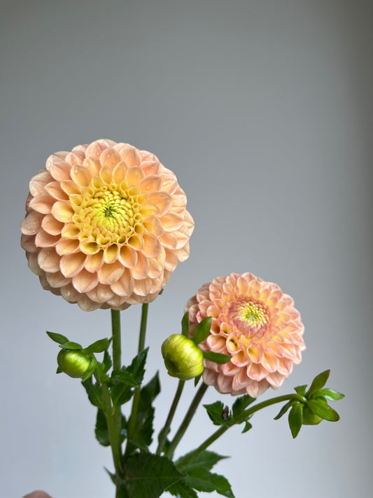 RC- Dahlia 'Honeycomb' (1 plant)
