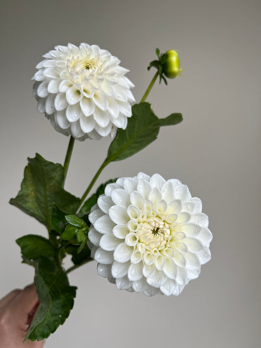 RC- Dahlia 'Ferncliff Pearl' (1 plant)