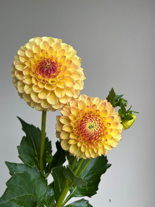 RC- Dahlia 'Suncrest' (1 plant)