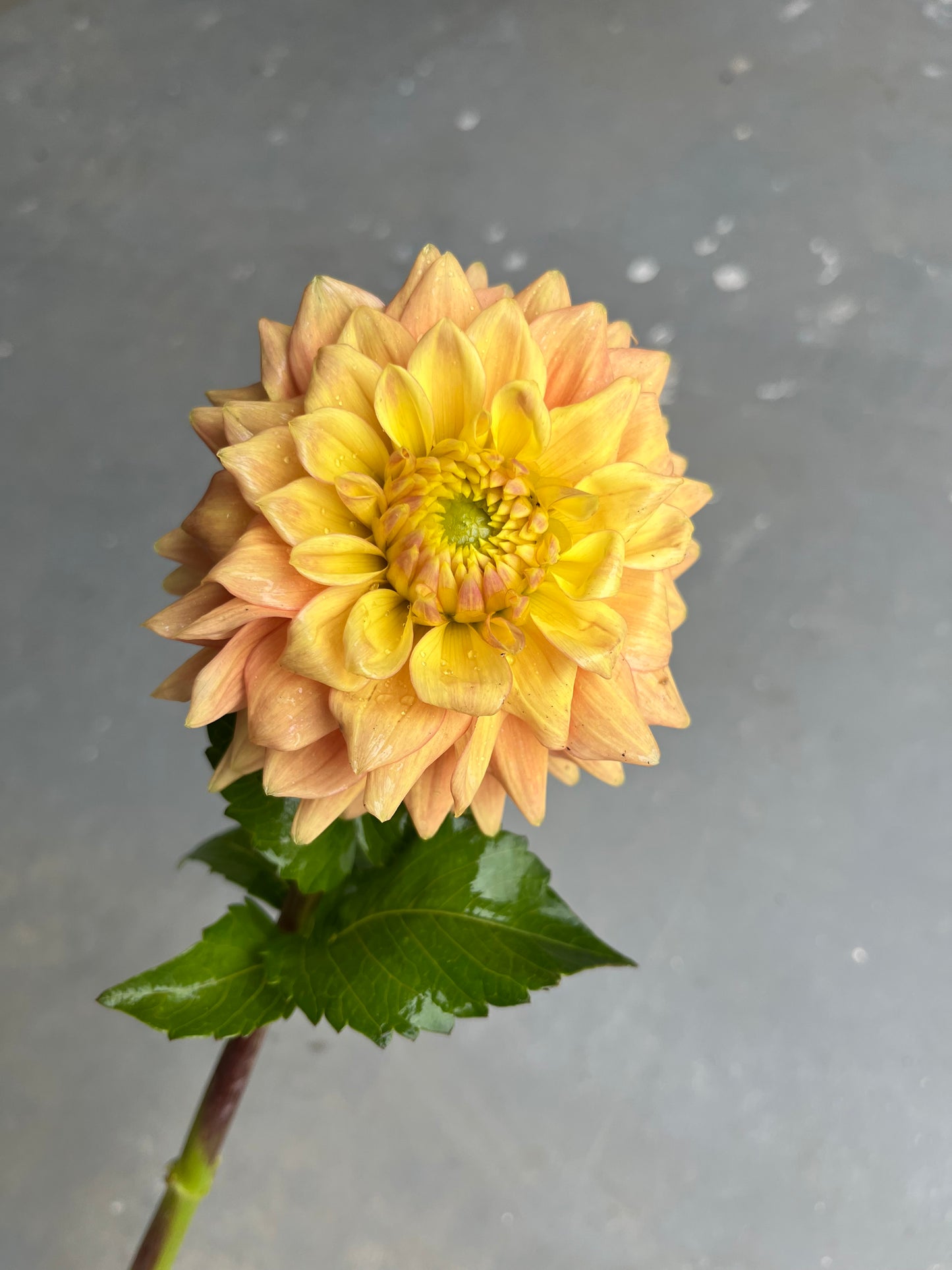 RC- Dahlia 'Mission Marmalade' (1 plant)