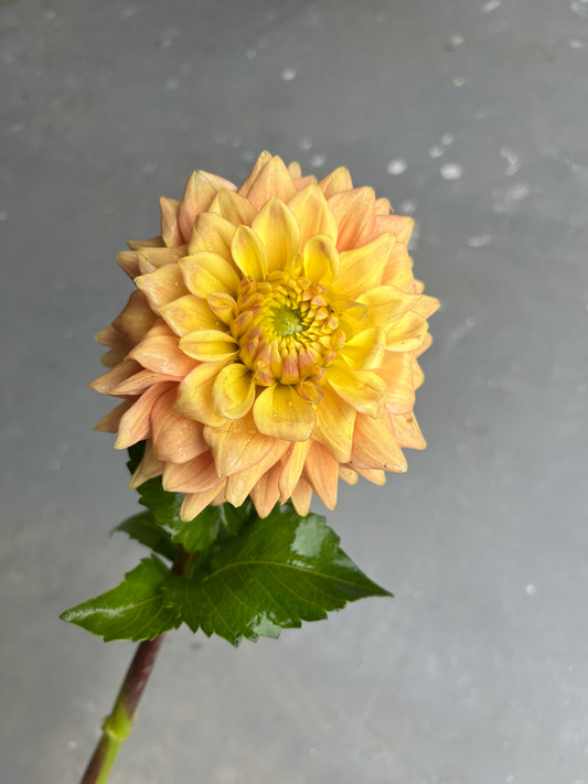 RC- Dahlia 'Mission Marmalade' (1 plant)