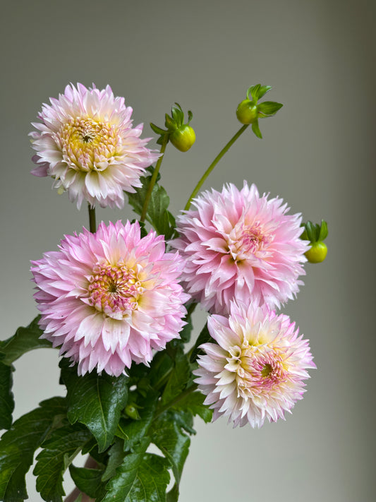 RC- Dahlia 'Hollyhill Pinkie' (1 plant)