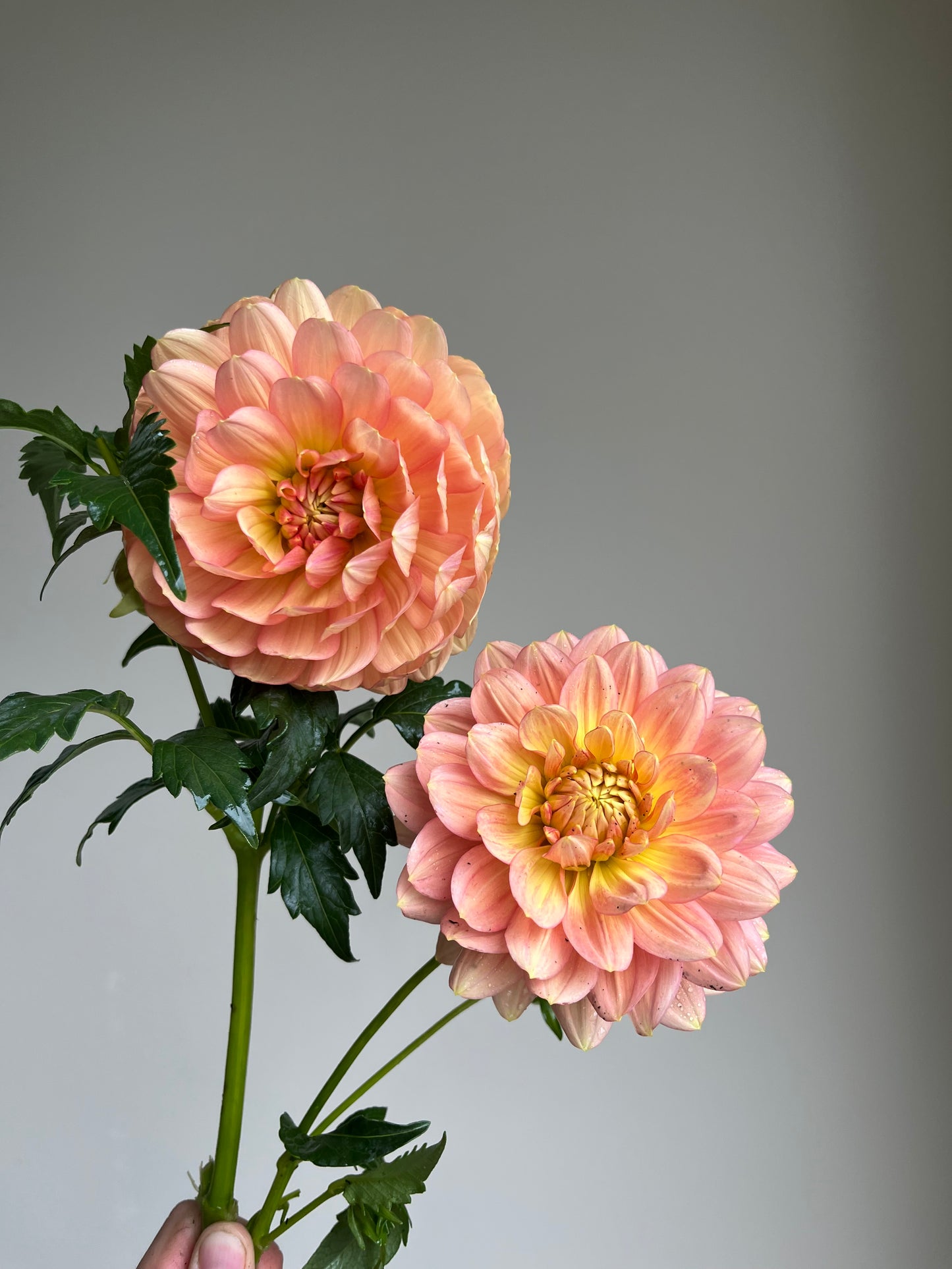 RC- Dahlia 'Hollyhill Serenity' (1 plant)