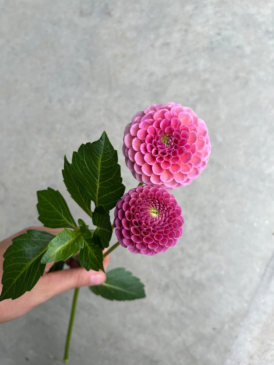 RC- Dahlia 'Koko Puff'  (4 pack)