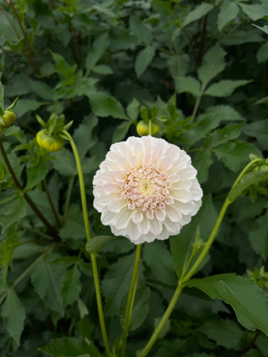 RC- Dahlia 'Irish Ruffles'  (4 pack)