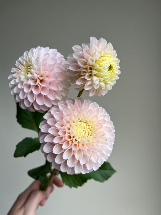 RC- Dahlia 'Camano Zoe'  (1 plant)