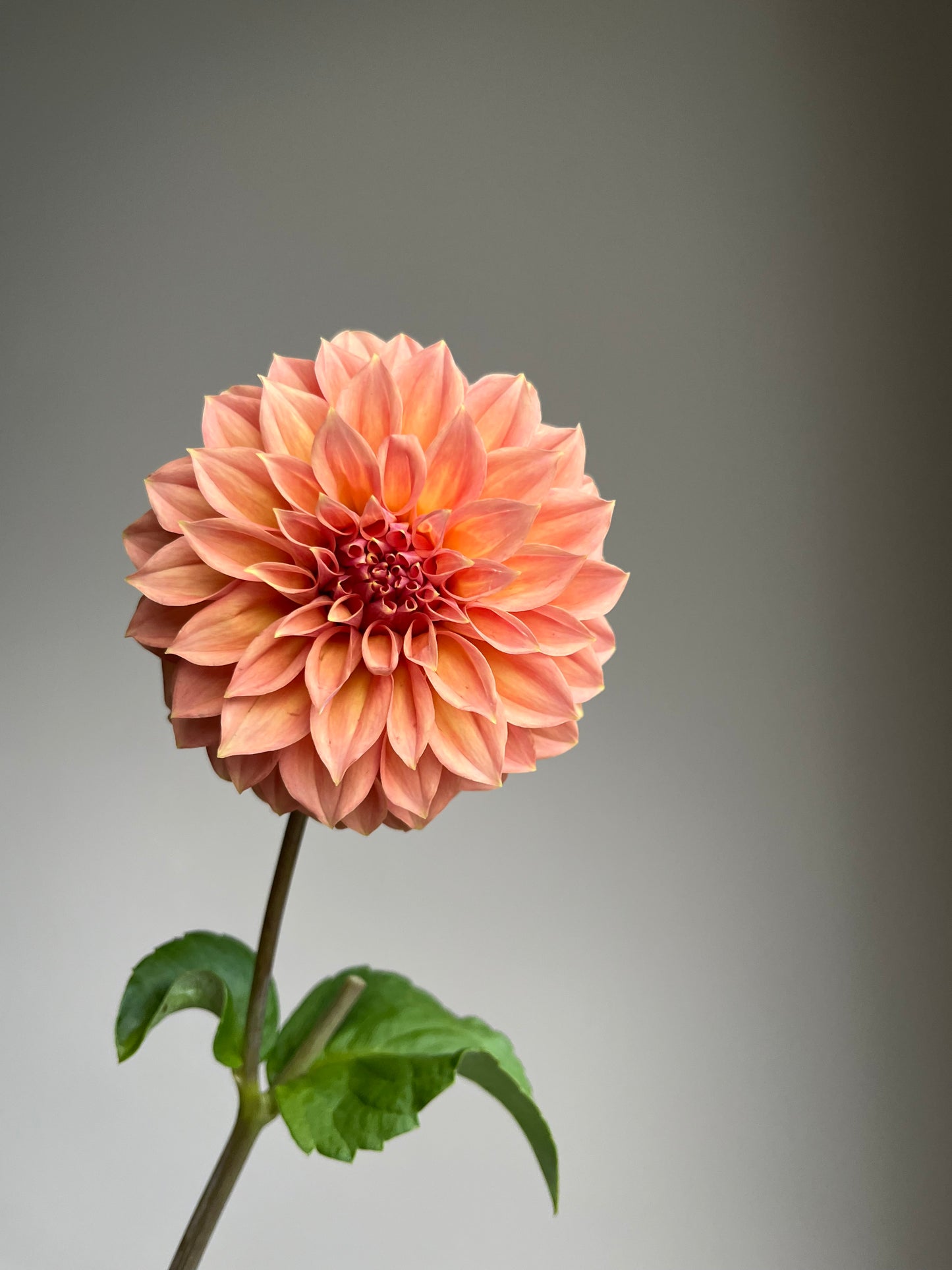 RC- Dahlia 'RM Golden Hour' (1 plant)