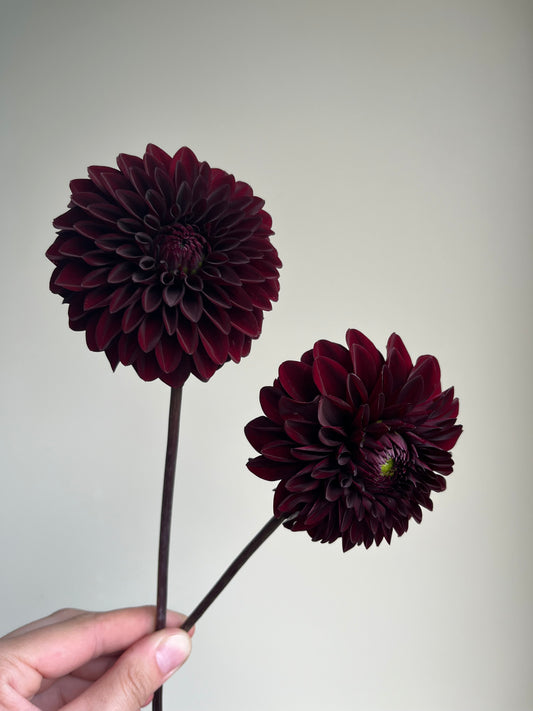 RC- Dahlia 'River's Dark Chocolate' (1 plant)