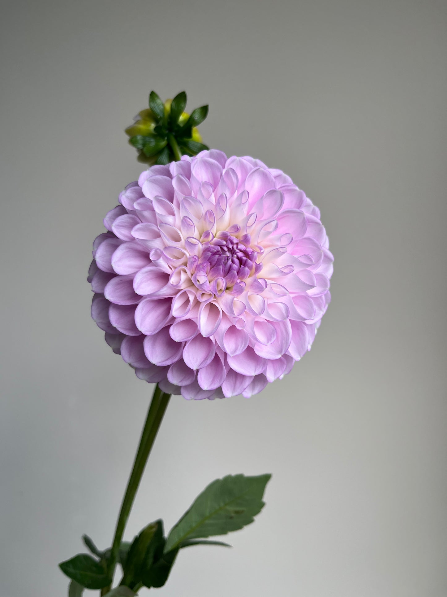 RC- Dahlia 'Snoho Sonia' (1 plant)