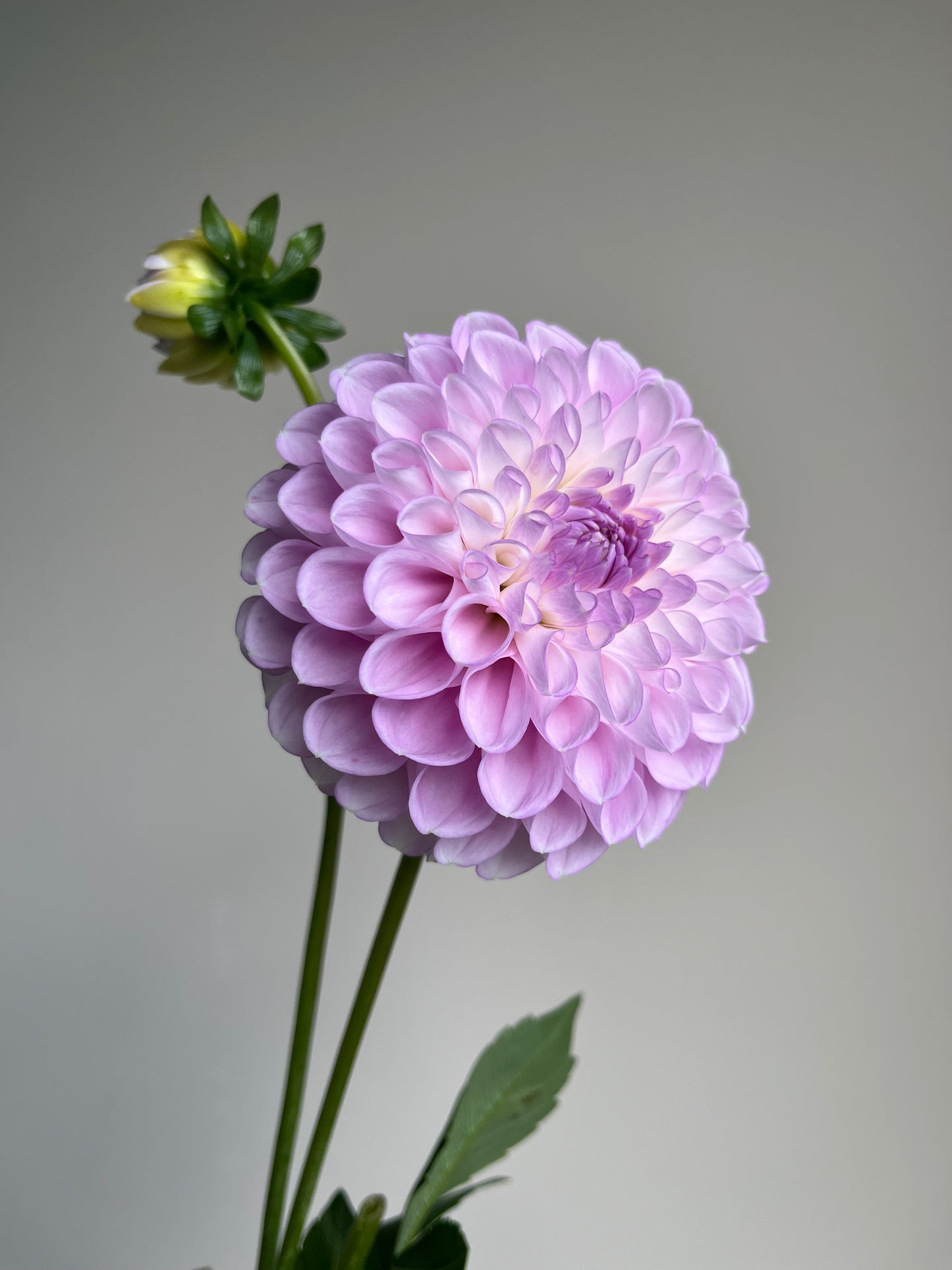 RC- Dahlia 'Snoho Sonia' (1 plant)