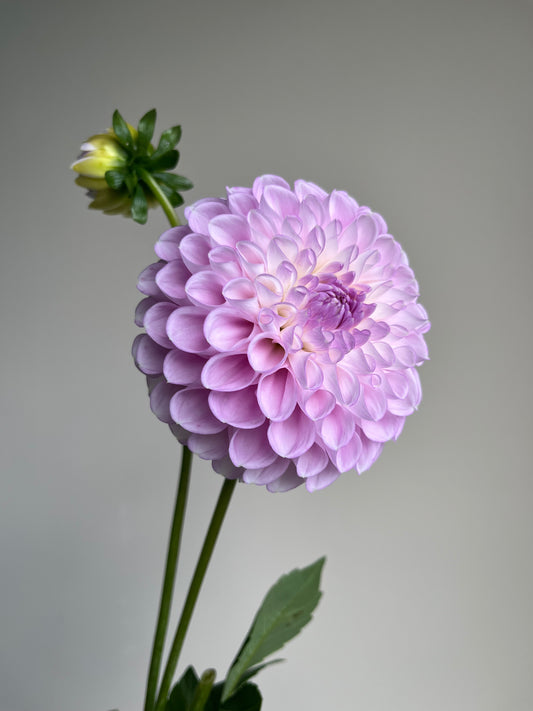 RC- Dahlia 'Snoho Sonia' (1 plant)