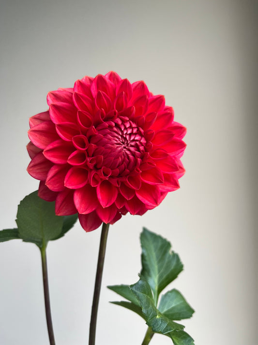 RC- Dahlia 'Intrigue'  (4 pack)