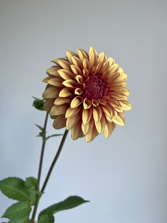RC- Dahlia 'Creme Brulee' (1 plant)