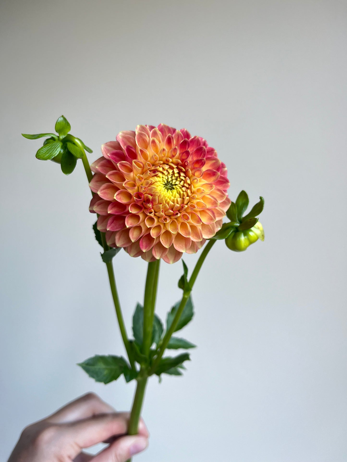 RC- Dahlia 'L.A.T.E' (1 plant)