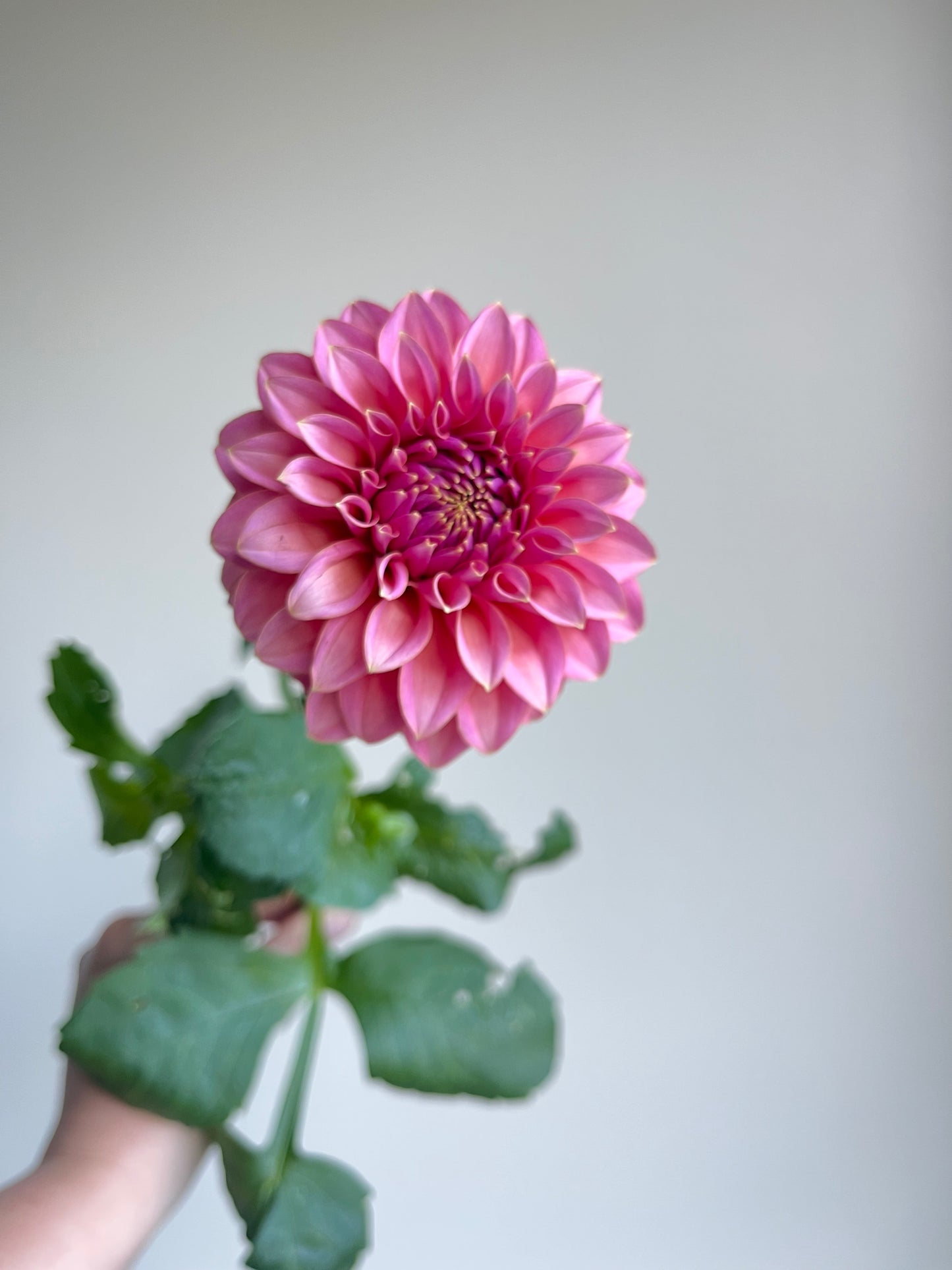RC- Dahlia 'Lee's Mauva Guava' (1 plant)