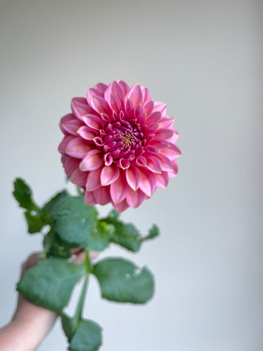 RC- Dahlia 'Lee's Mauva Guava' (1 plant)