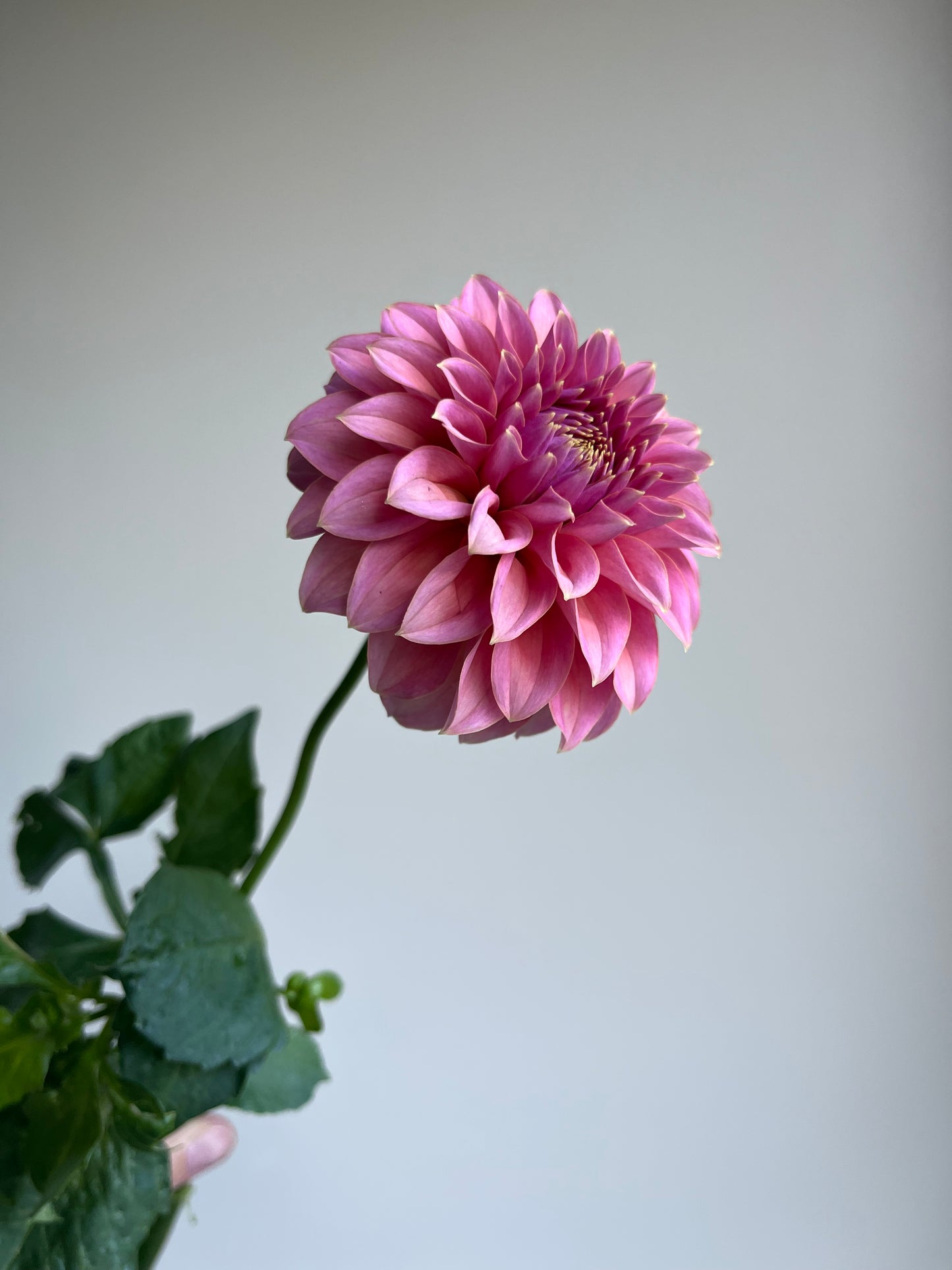 RC- Dahlia 'Lee's Mauva Guava' (1 plant)