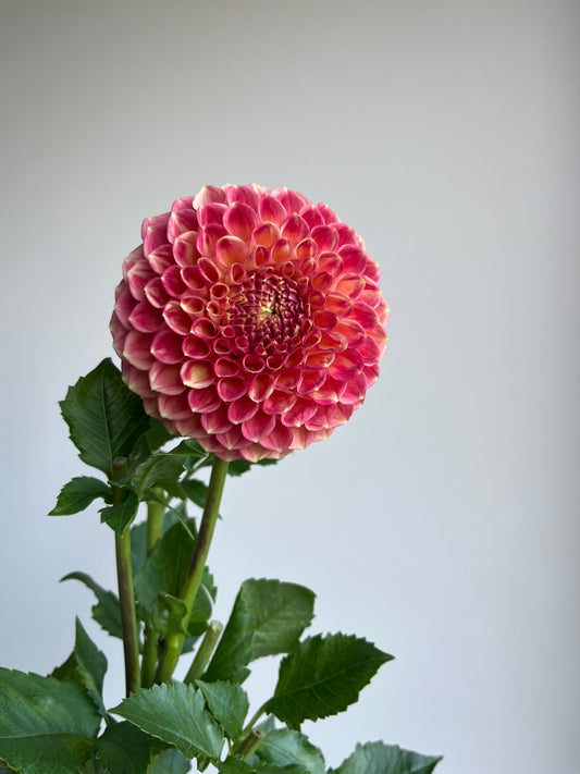 RC- Dahlia 'Snoho Doris' (1 plant)