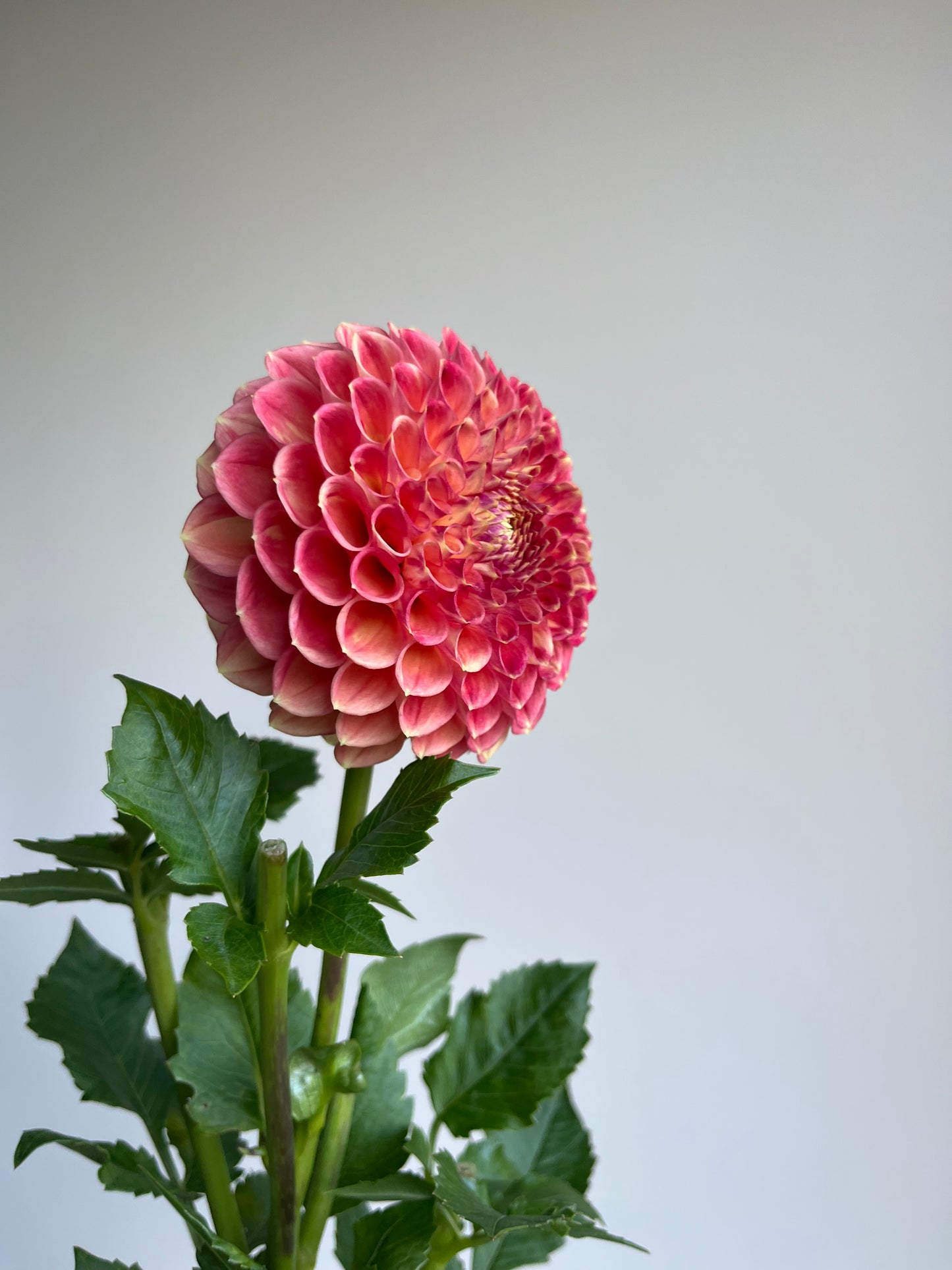 RC- Dahlia 'Snoho Doris' (1 plant)
