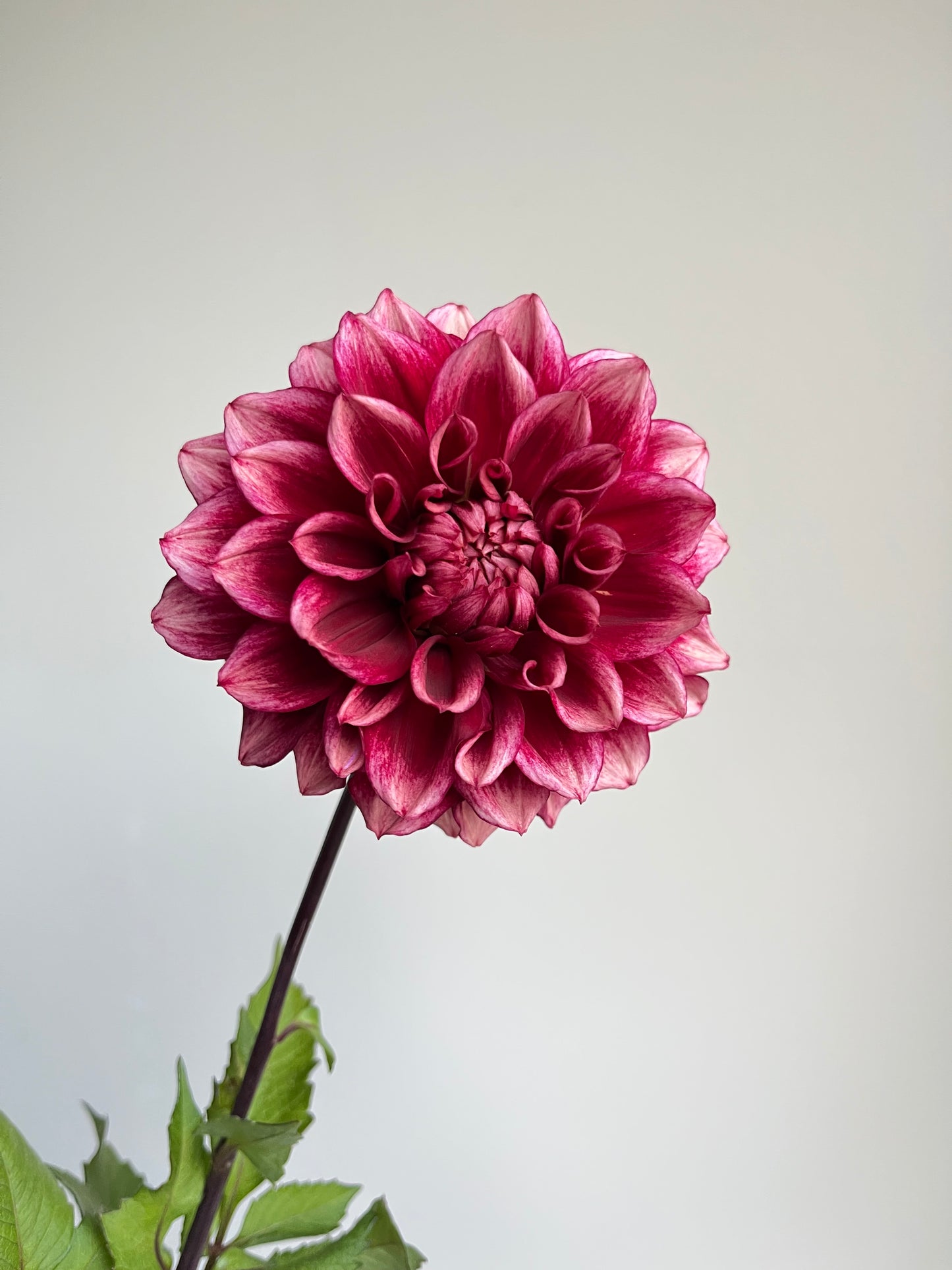 RC- Dahlia 'Bloomquist York' (1 plant)