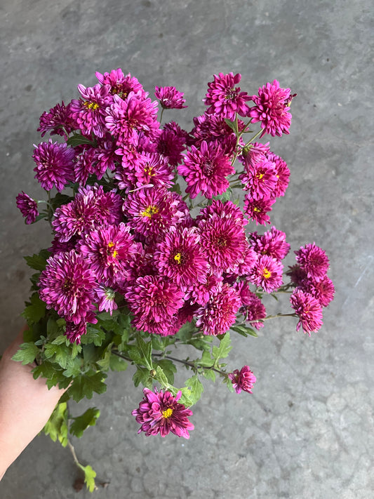 URC 'Cranberry Wine' Chrysanthemum 10 Cuttings