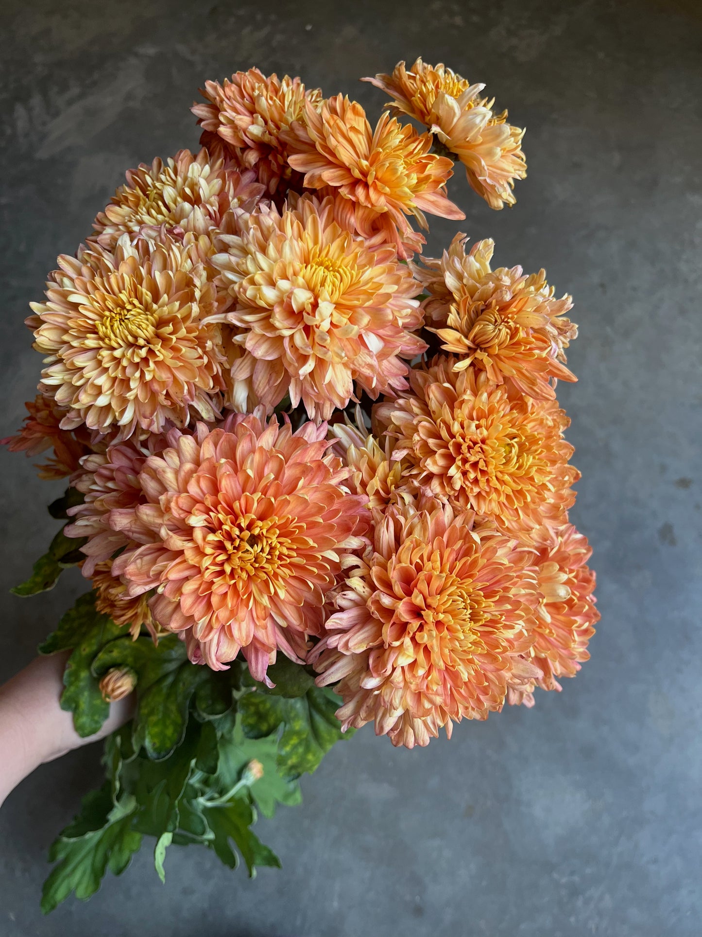 URC 'Coral Cavalier' Chrysanthemum 10 Cuttings