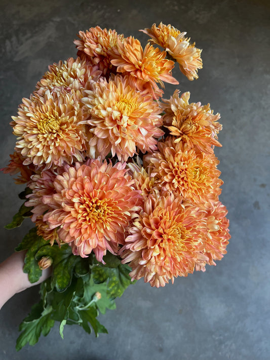 URC 'Coral Cavalier' Chrysanthemum 10 Cuttings