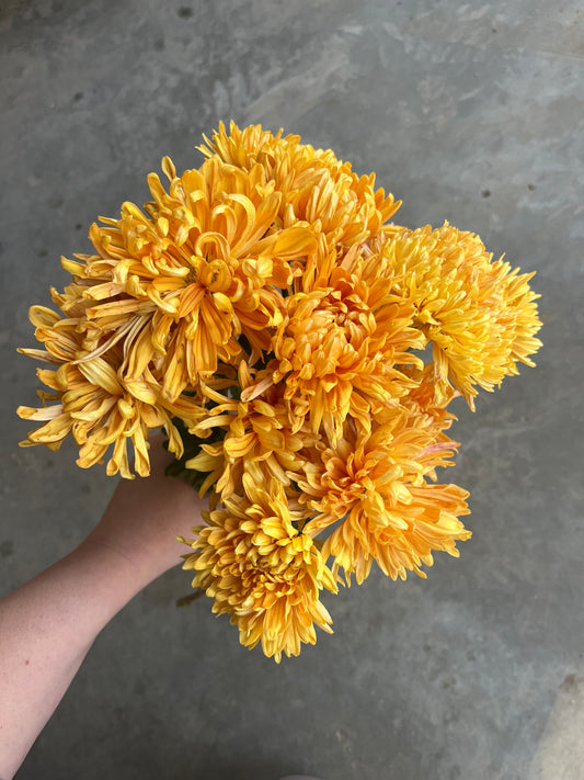 URC 'Pumpkin Eyes' Chrysanthemum 10 Cuttings