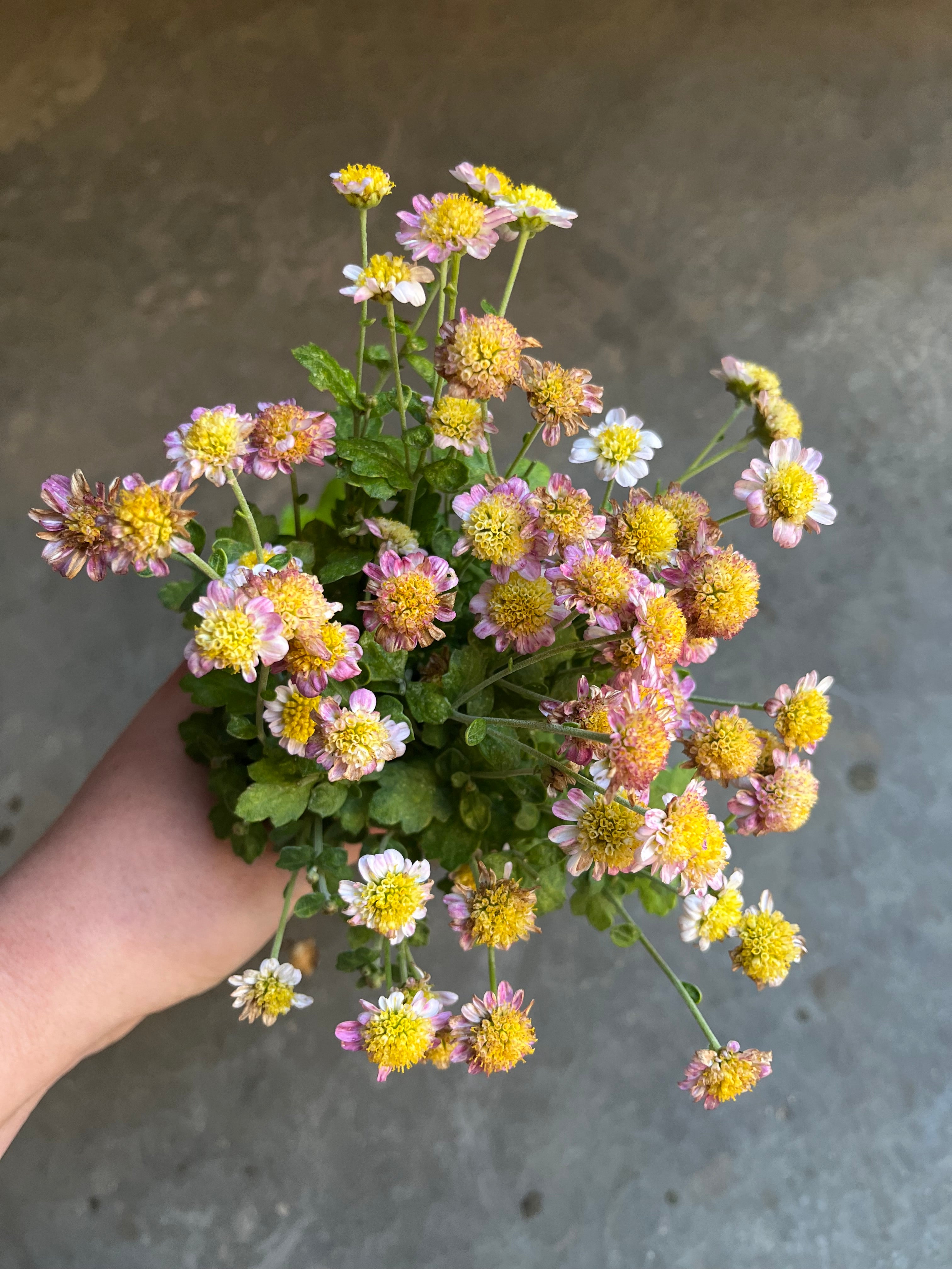 URC - Chrysanthemum 'Rome' 10 Cuttings – Clara Joyce Flowers