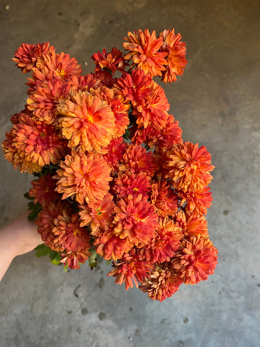 URC 'Harvest Dawn' Chrysanthemum 10 Cuttings