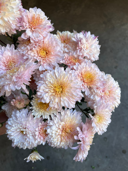 URC 'Helen Mae' Chrysanthemum 10 Cuttings