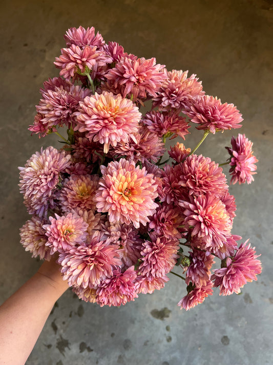 URC 'Royal Glamour' Chrysanthemum 10 Cuttings