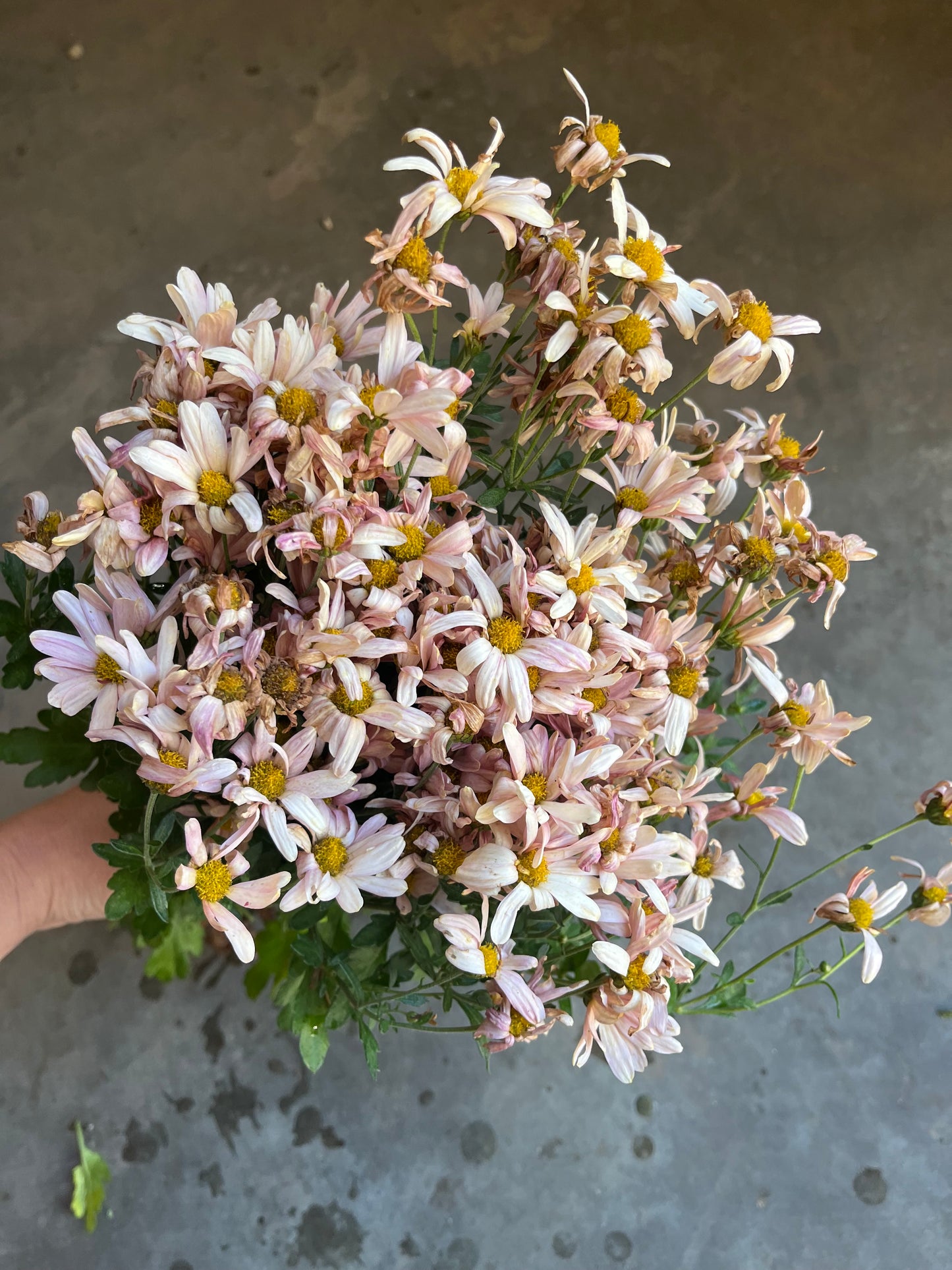 URC 'Peaches and Cream' Chrysanthemum 10 Cuttings