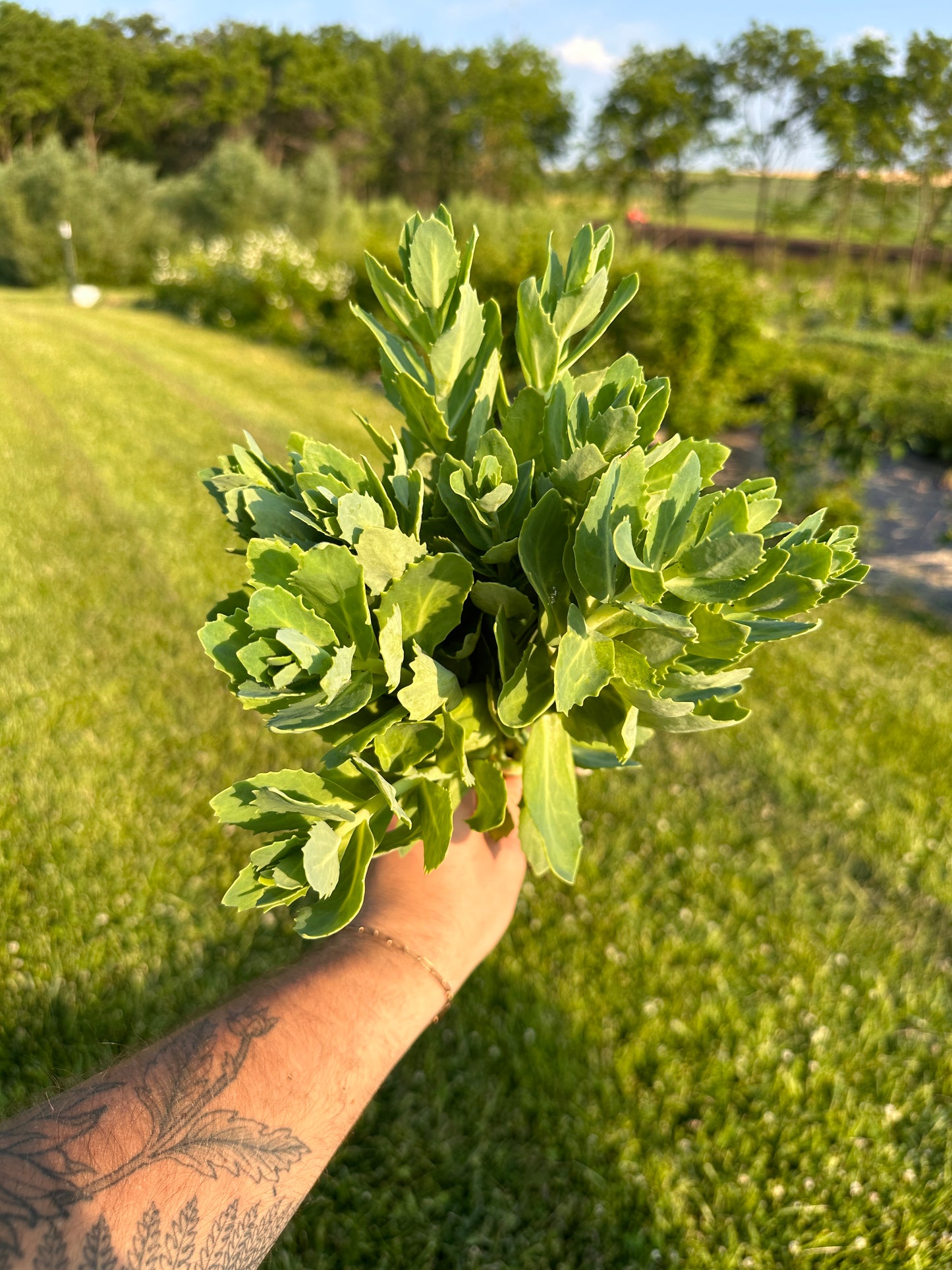 Bulk Flower Bucket - Foliage Only