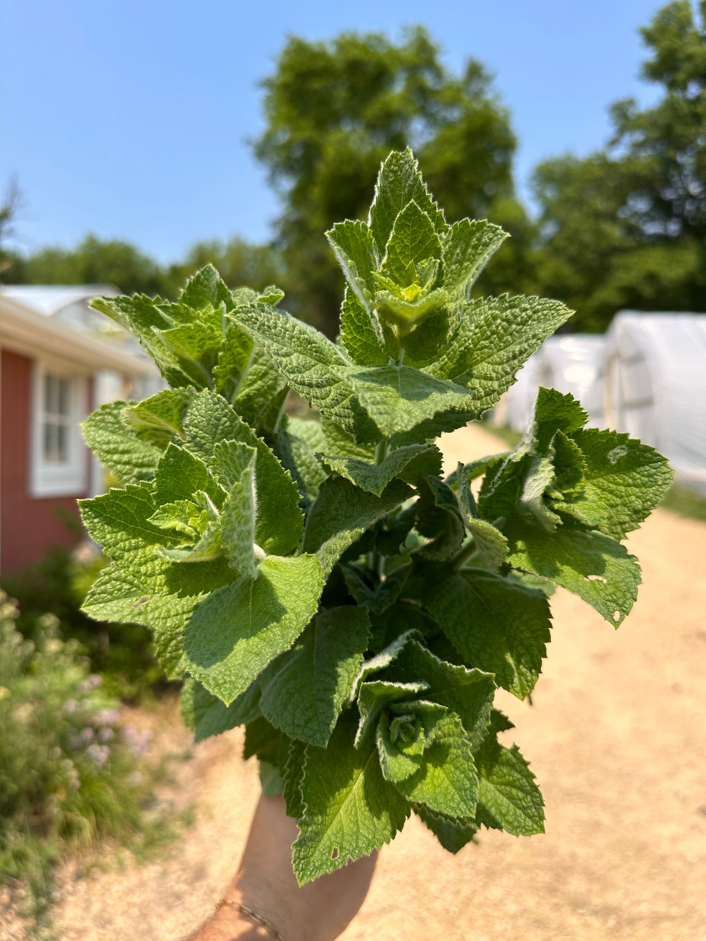 Bulk Flower Bucket - Foliage Only